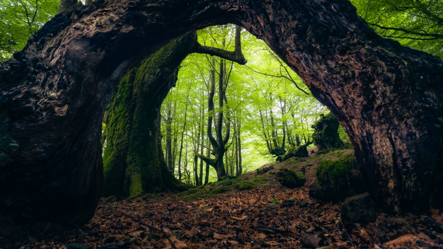 El arbol enmarcado