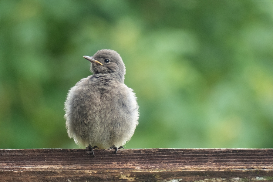 Baby bird