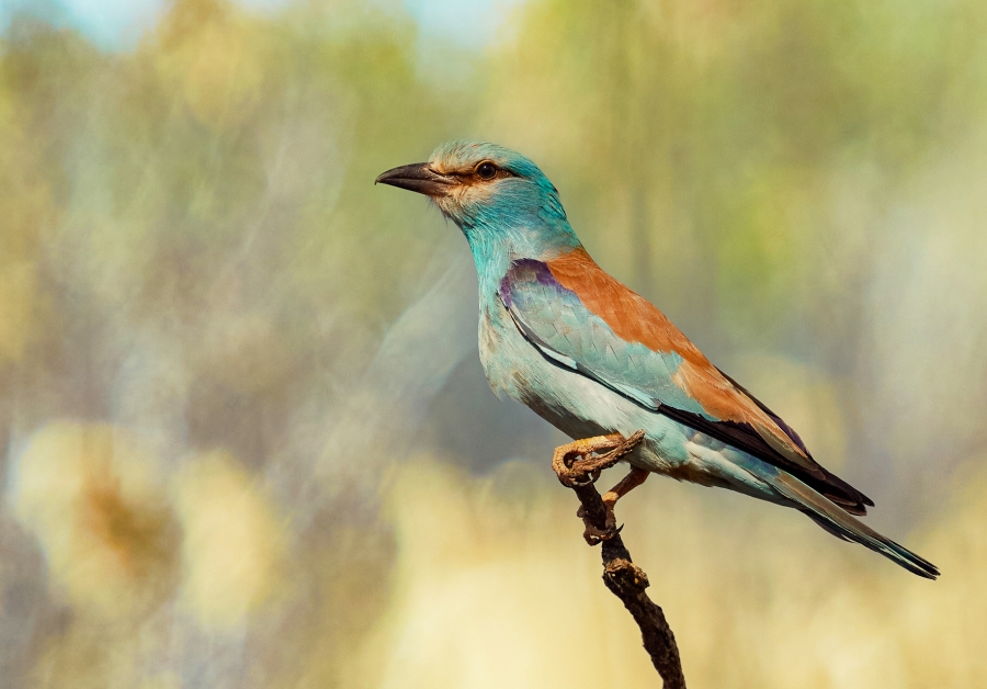 Coracias Garrulus