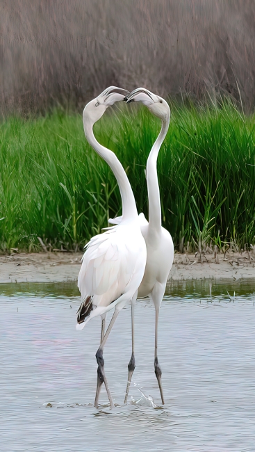 Jóvenes Flamencos