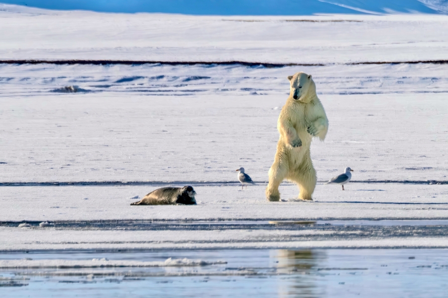 Artic life and death