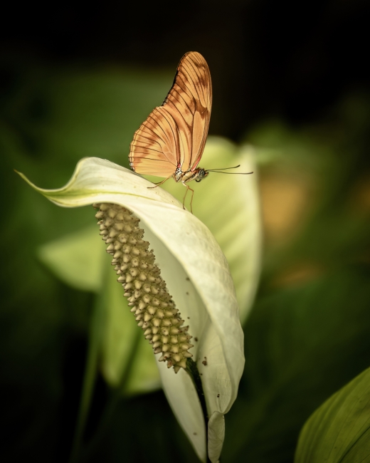 Mariposa Flama