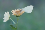 Compartiendo flor