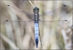 Blue dasher