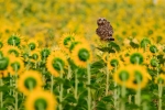 Entre girasoles