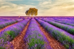 LAVANDA