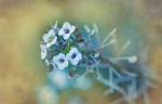 Lobularia maritima.