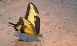 Mariposa bebiendo