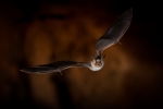 Myotis