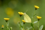 Blanquita de la col