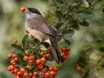 Curruca Cabecinegra con fruto