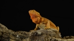 Pogona